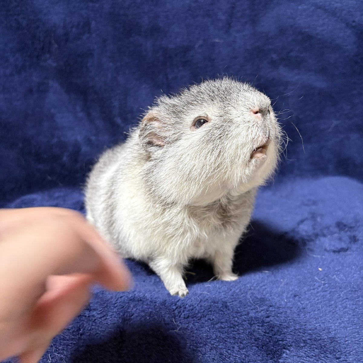 misachoujo's tweet photo. みゅうた君の写真を撮るのってなかなか難しいのよ🐨📸
ハイッ、顔上げて！って感じでフォトグラファーみゅうこは毎回苦戦してる👩🏻🫱
みゅうじ君の写真ばっかりだとみゅうた君が放って置かれてるように思われそうで心配😮‍💨
普段手をかけてるのはみゅうた君の方 https://t.co/rwRcR2VybR