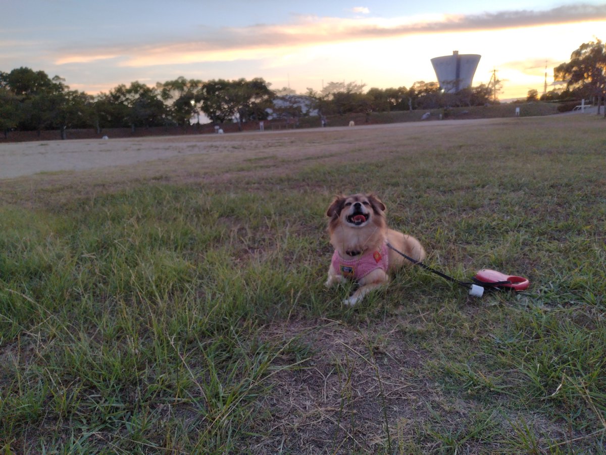 Haruka2Tom's tweet photo. 18時に家を出て公園を3箇所巡って21時帰宅🌃

疲労感を上回る満足感🐶

#いぬとの暮らし 
#雑種犬 https://t.co/yK9Pp4KBXy