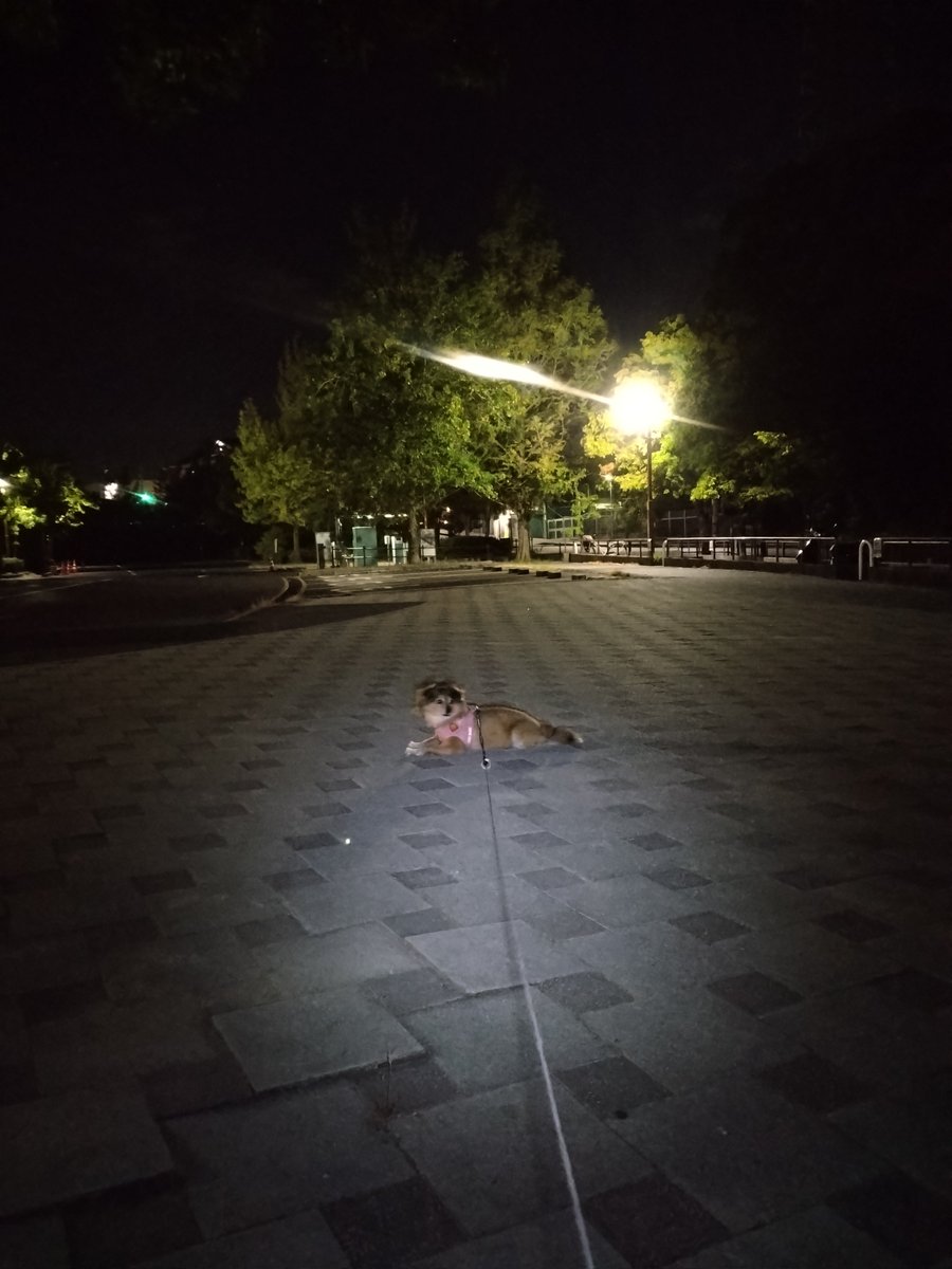 Haruka2Tom's tweet photo. 18時に家を出て公園を3箇所巡って21時帰宅🌃

疲労感を上回る満足感🐶

#いぬとの暮らし 
#雑種犬 https://t.co/yK9Pp4KBXy