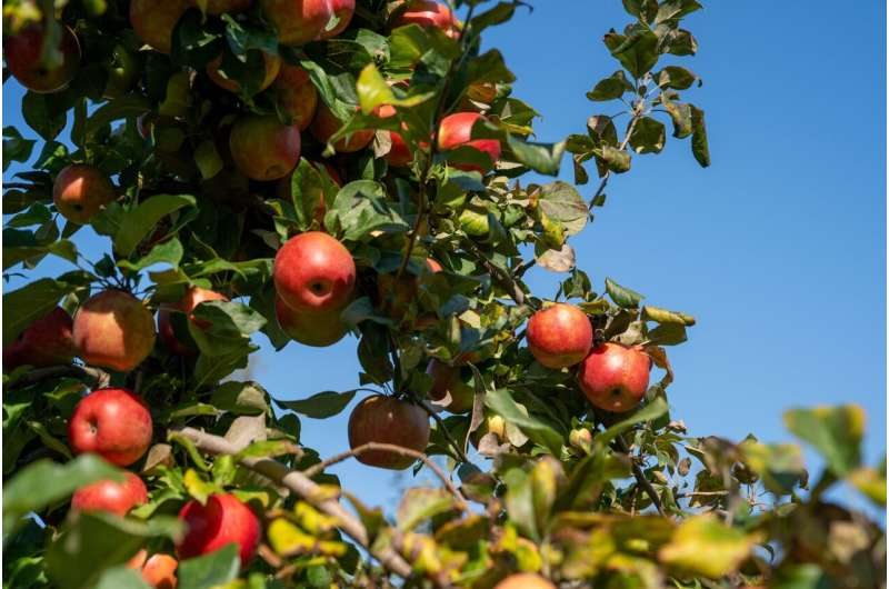 2026Adv12990's tweet photo. Why apples react differently to climate change than wheat read more: https://t.co/S05lEpJJlp To Know More Information About Adv. PSPB 2027 Visit Our Website: https://t.co/GhkmIHgomg #plantaddict #trees #plantlove https://t.co/xUpDe2Zxdq