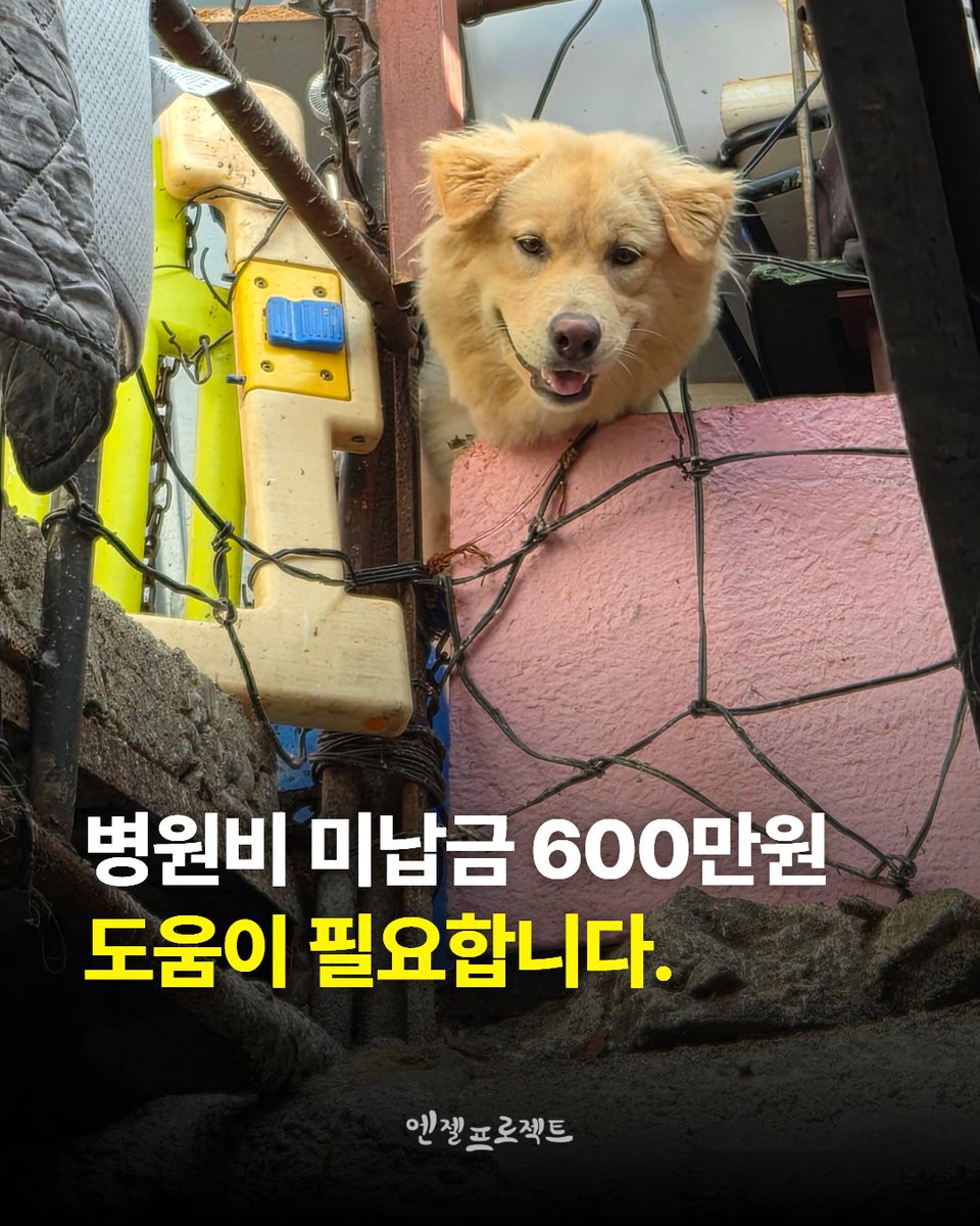 Hyeyounkim3's tweet photo. 병원비 600만원, 치료가 멈추지 않도록 도와주세요

병원비 미납금이 현재 500~600만원까지 쌓였습니다.

번식장에서 구조한 아이들, 펫샵에서 구조한 아이들, 현재 입원중인 아이와 복슬이 그리고 최근 구조한 옥상 방치견 보람이와 어제 구조한 방치견 두 마리까지…

정말 쉴 틈 없이 구조를 이어왔고, 구조하면 바로 병원에 데려가 검진 받고 필요하면 치료를 진행하고 있습니다. 많은 아이들을 구조하다 보니 병원비가 많이 쌓였습니다.

하루하루 조금씩이라도 계속 병원비를 갚아나가고 있습니다. 하지만 갚아나가는 금액보다 새로운 구조와 치료로 발생하는 병원비가 더 빠르게 늘어나고 있습니다. 눈덩이처럼 불어난 병원비가 이제 두 곳의 병원에 500~600만원이나 남아 있습니다.

이 병원비를 갚아야 지금 구조한 아이들도 계속 치료를 받을 수 있습니다. 치료가 중단되는 일이 없도록, 아이들이 다시 병원 문 앞에서 치료를 기다리는 일이 없도록 여러분의 도움이 절실합니다.

한 분이 1만원씩 함께해주셔도 큰 힘이 됩니다.

🙏 만원 릴레이 후원으로 함께해주세요.

후원에 동참해주신 분들은 다른 분들도 함께할 수 있도록 댓글로 인증해주시면 정말 감사하겠습니다.

한 생명을 살리는 일, 혼자서는 어렵지만 함께라면 계속할 수 있습니다. 아이들의 치료가 끊기지 않도록 함께해주세요.

기업은행 사단법인 엔젤프로젝트 289 130456 04 018 기부금영수증 가능단체
