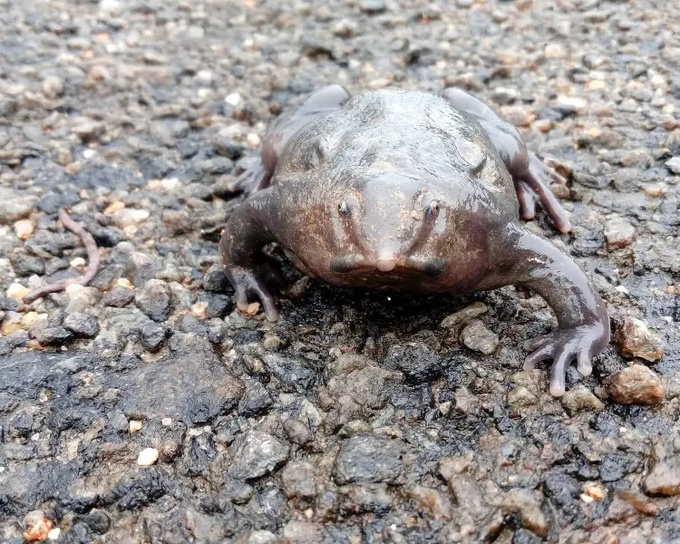 LizzySolll's tweet photo. is a GOD narrative at the PERFECT time.
I found a tweet that is starting to go GIGA viral of a super ugly frog.
After doing some digging I found it's name at a Zoo in Florida. The zoo even calls it the "ugly frog"
Meet Glorg.
This narrative checks all the boxes and has such high upside.
Proof of Name:
https://t.co/j1Z2gRvjSB
Glorg to Millions🐸