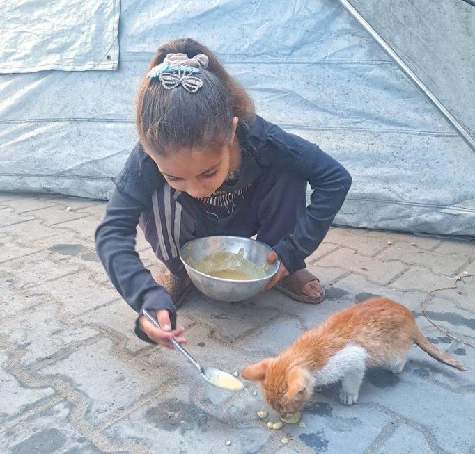 balousha2's tweet photo. In a displacement camp, a Palestinian girl shares her scarce food with her cat, because even in hunger, there is still love 💔 https://t.co/EzpfMeiakw