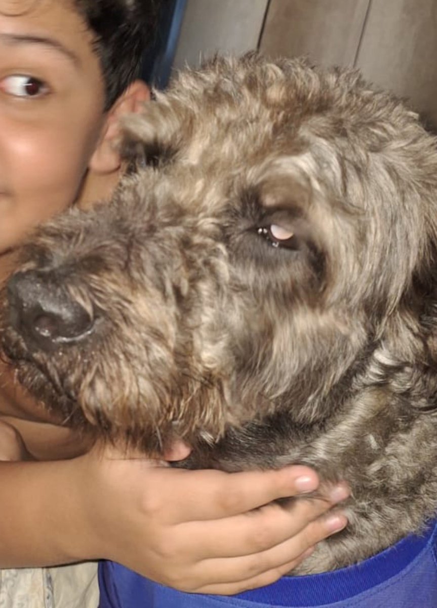 Kulilxz's tweet photo. Dia do cachorro mais skinwalker q existe ❤️ https://t.co/vQtxIqu5ul