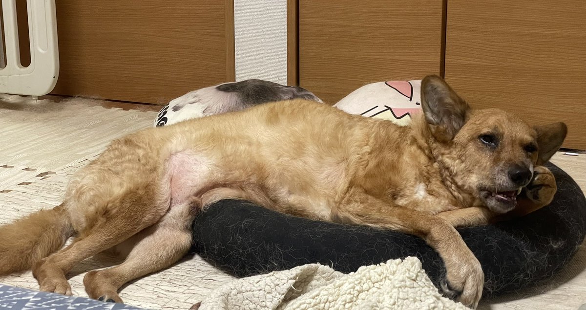 0wataru0's tweet photo. #世界犬の日 ？
そうなんだ、じゃあ犬の写真でも。

『歯に物が詰まっただらしない犬』
『キツネみたいな表情の犬』 https://t.co/5a6gJSbX0S