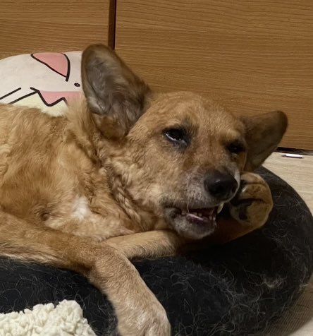 0wataru0's tweet photo. #世界犬の日 ？
そうなんだ、じゃあ犬の写真でも。

『歯に物が詰まっただらしない犬』
『キツネみたいな表情の犬』 https://t.co/5a6gJSbX0S