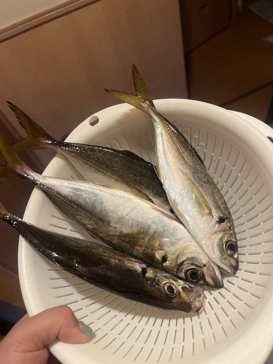 mukukamo's tweet photo. アジさん捌いた https://t.co/HEnz3kqE4m