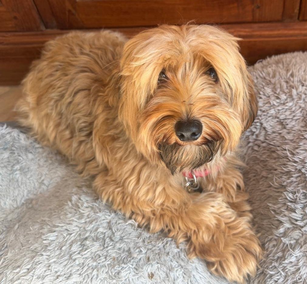 MissingPetsGB's tweet photo. 🐕 #URGENT Recently rescued Romanian terrier cross HAIKU #missing 

She escaped the garden in Adlington #Chorley #Lancashire
#PR6 on 24 Aug 2026 at around 9am
She was wearing a Red collar.

Haiku is new to the UK &amp; doesn't know the area. Please contact number below asap if seen🙏 https://t.co/yx7iNp8dVC