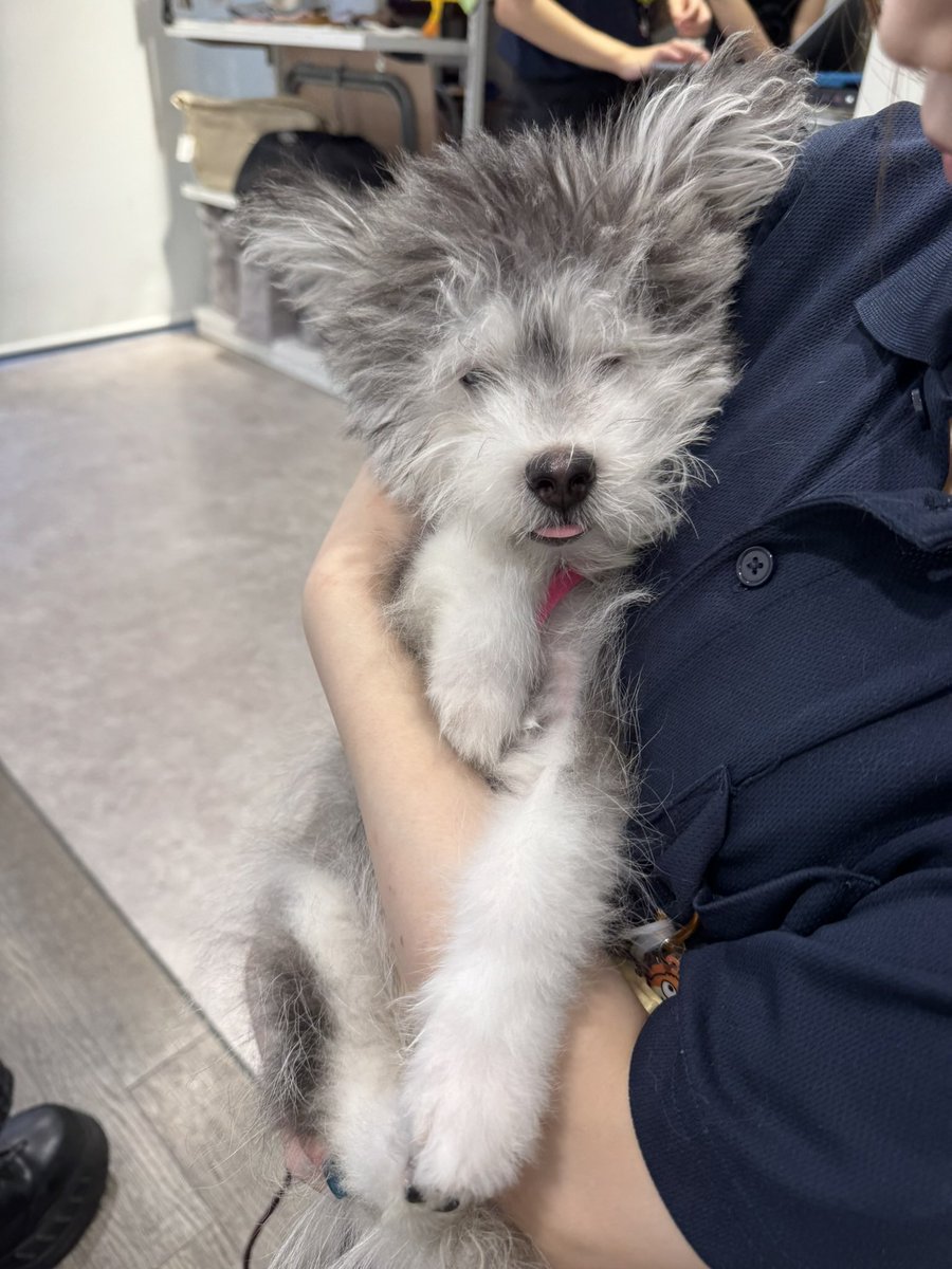 chura_kanon's tweet photo. 犬ー😭！！！！！犬！犬！犬！犬！
犬きた！！！！！！！いぬいる！！！！！！！いぬ！いぬ！いぬ！！！いぬー！！！！！！！犬嬉しい😭😭😭犬！！！！！犬😭！！！！！！！！！犬が！！！いる！！！！！信じられない！！！犬！犬！犬！！！！！！！！！犬が！部屋に！！！犬！！！！！！！！！！！！ https://t.co/7KvGFnwFAN