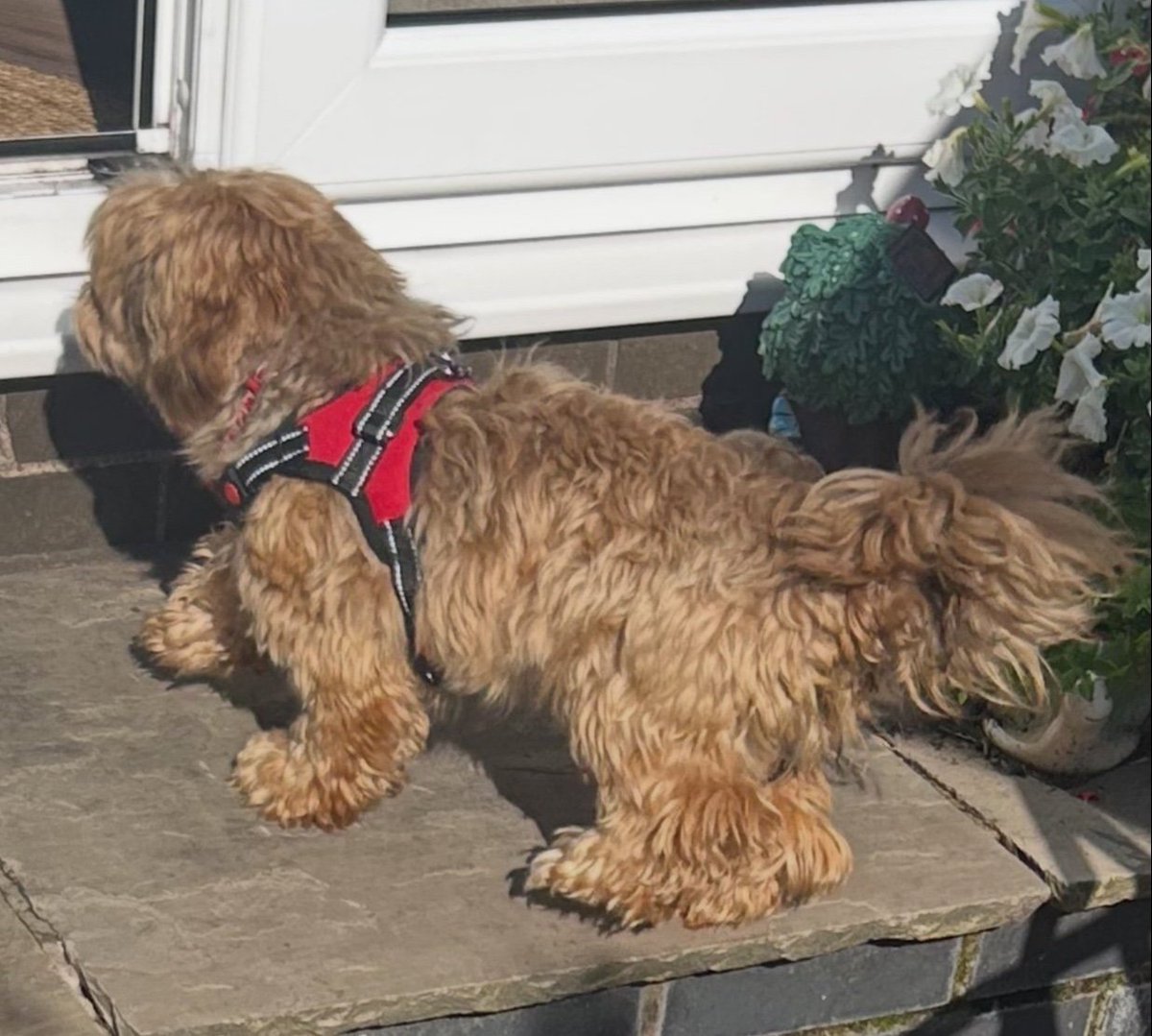MissingPetsGB's tweet photo. 🐕 #URGENT Recently rescued Romanian terrier cross HAIKU #missing 

She escaped the garden in Adlington #Chorley #Lancashire
#PR6 on 24 Aug 2026 at around 9am
She was wearing a Red collar.

Haiku is new to the UK &amp; doesn't know the area. Please contact number below asap if seen🙏 https://t.co/yx7iNp8dVC