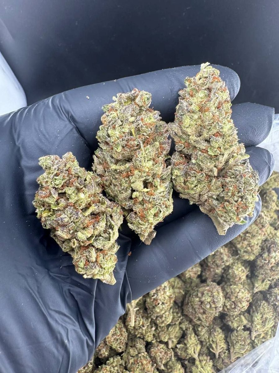 bloom_haven_'s tweet photo. GushLato 🍃 ⛽️ 

$80/half
$125/oz
$400/QP https://t.co/BxESMRZx8O
