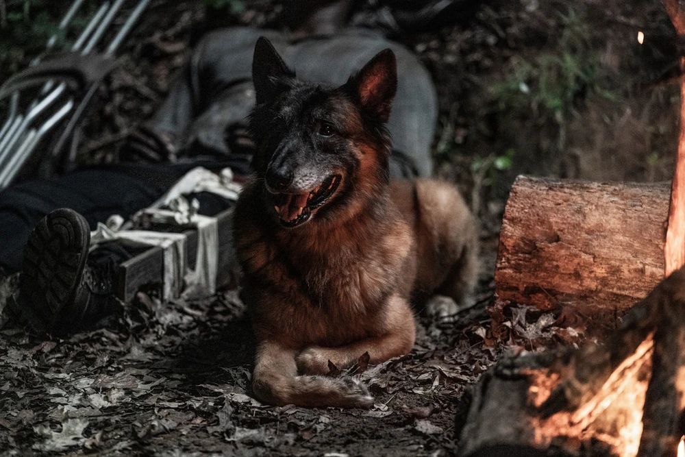 valhallapics's tweet photo. Happy National Dog Day, #TWDFamily https://t.co/NEB8LLCt8r