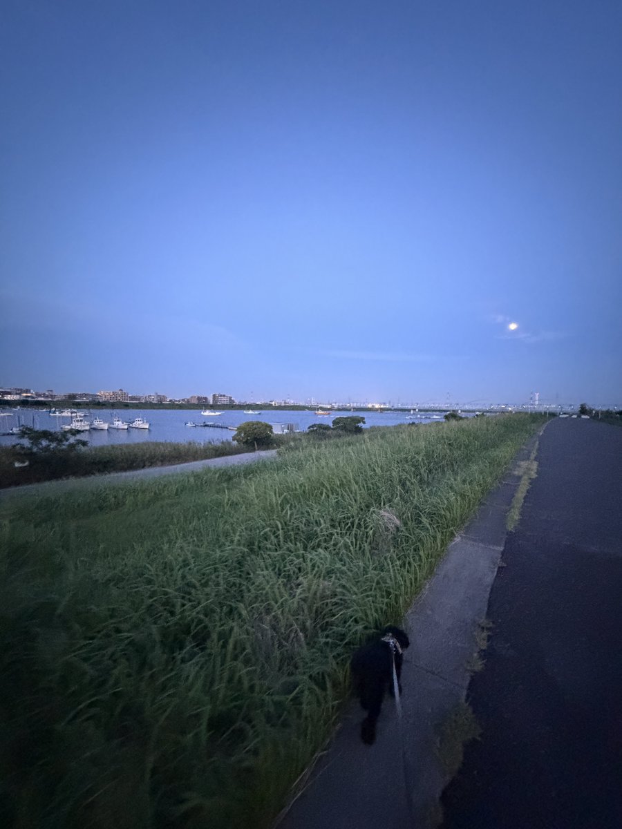 Hi_Adac's tweet photo. 真夏の夜、大潮の満潮。道端にもアカテガニ。こんな街が私は大好き。朝市の会議もおつかれさまでした！ https://t.co/F27d6CQS7O