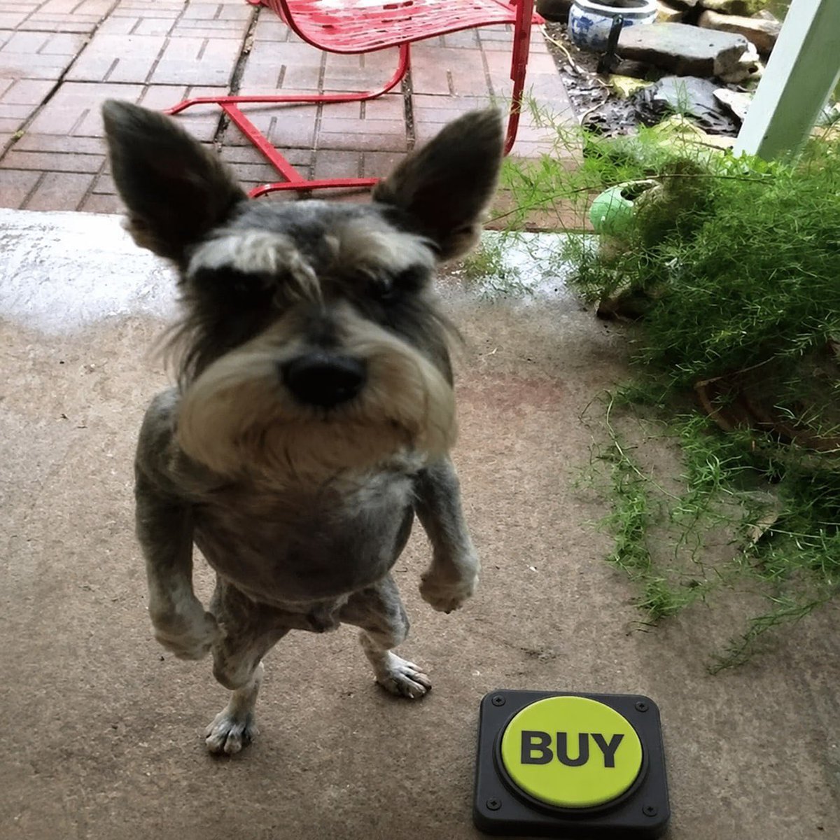 ahumanobviously's tweet photo. @iambroots I AM $BUY. THE #1 BUTTON ON RH https://t.co/cTE6vWajgg