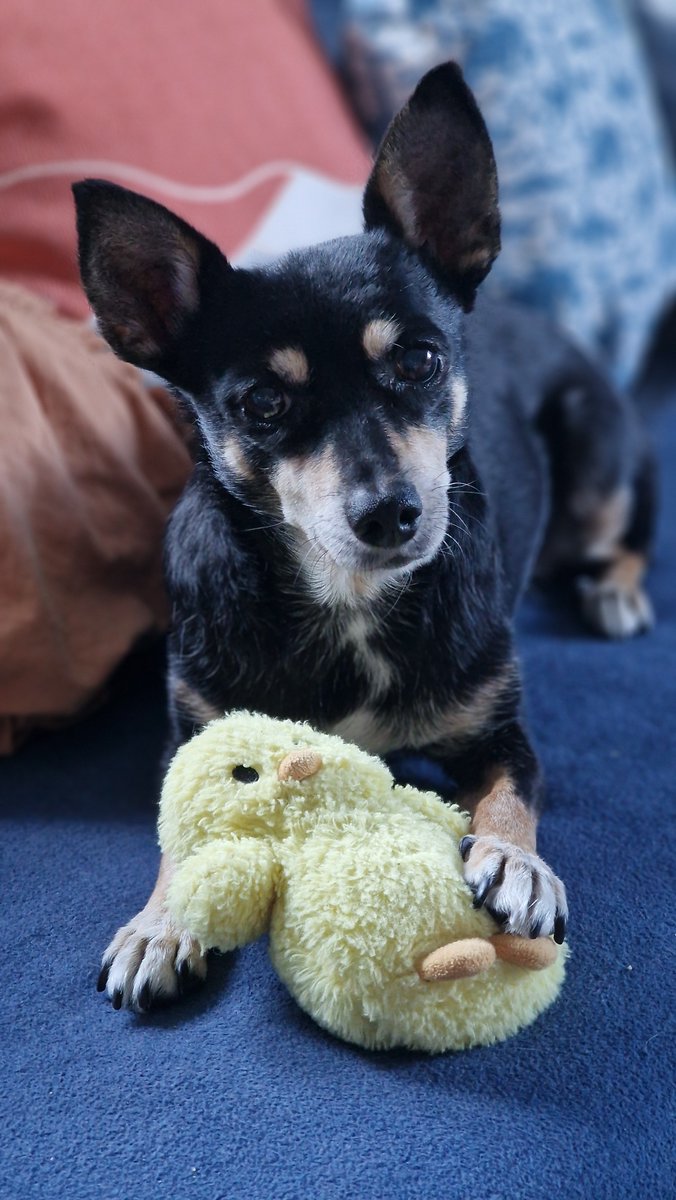 slaying_mantis8's tweet photo. @TipFunder My sweet Freya 💗 11 now and aging way too quickly for my liking 😢 https://t.co/8bd6aZsT9j