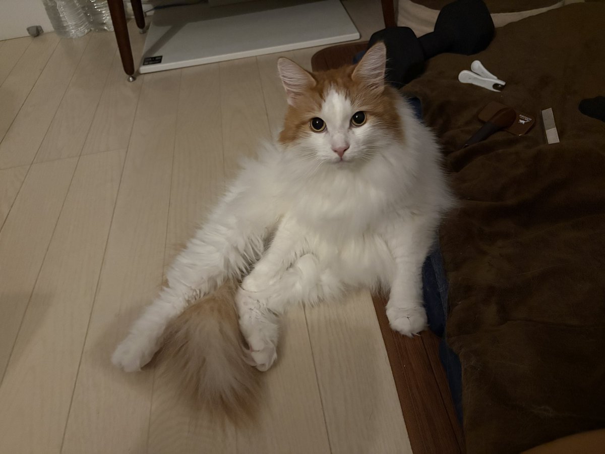 nyan__ta_'s tweet photo. https://t.co/ihvnqkNQCS