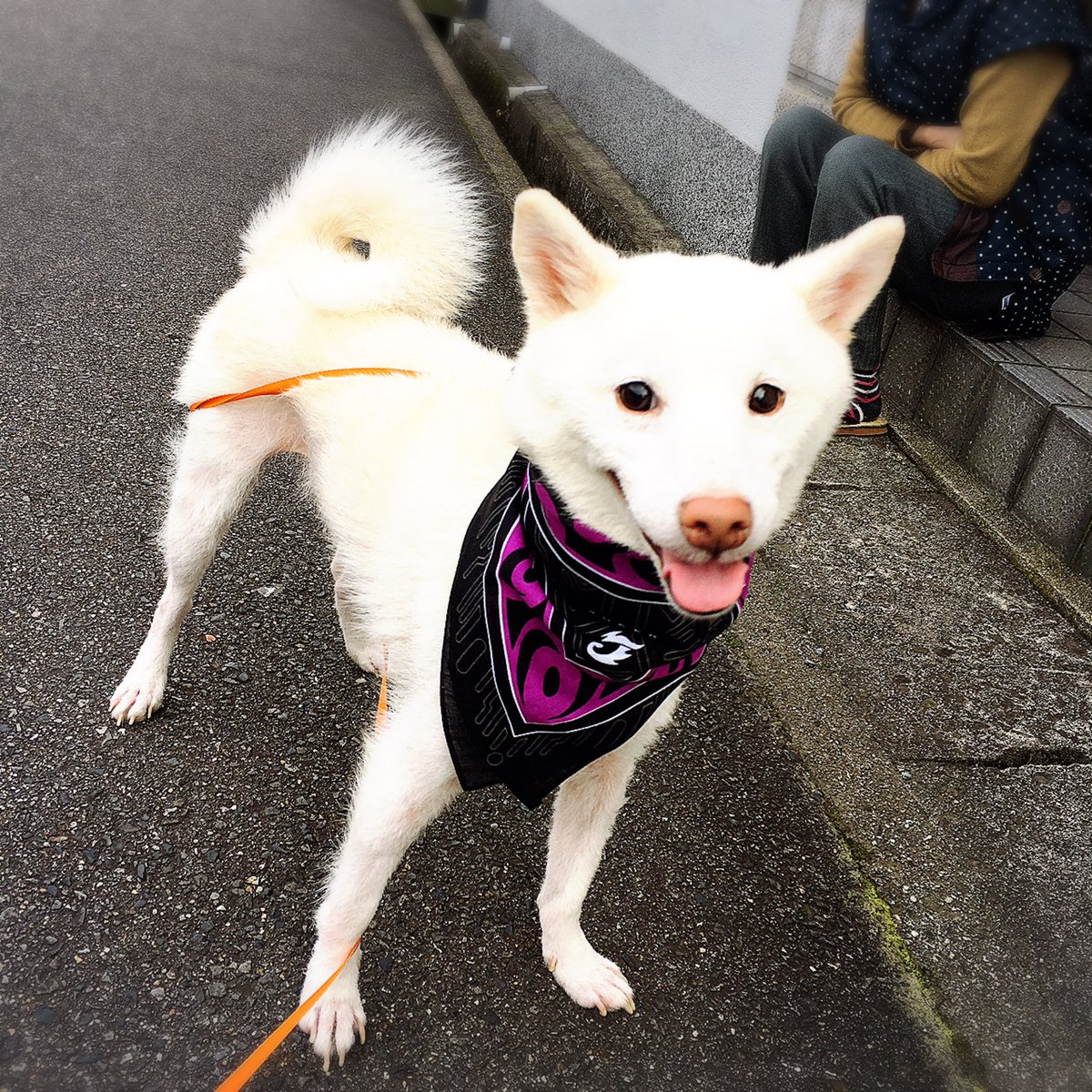 lemonadebottle's tweet photo. 全てのわんこさん達が
しあわせでありますように🍀🐕✨

#世界犬の日
#InternationalDogDay https://t.co/uNMvJYWGy3