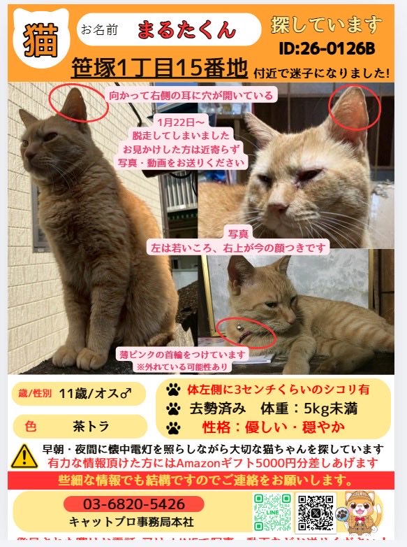 catpro222's tweet photo. 【📢拡散希望】 
🐾東京都 渋谷区笹塚一丁目
今年の1/26〜 まる太くんが迷子に
なっています。
半年間必死に探しておりますが
未だに帰ってきておりません🙇‍♀️

🐾性別：男の子（去勢済み） 
🐾年齢：11歳
🐾体重：4〜5kg 
🐾特徴：体の左側に3センチくらいのしこり
🐾性格：優しい・穏やか

お見かけされた際は、些細な情報でも構いません。ご連絡下さい。
拡散のほど、よろしくお願いいたします
#猫捜索  #猫探し #猫探偵 #キャットプロ #東京 #室内飼い #脱走猫 #迷い猫 #見かけたら連絡ください #東京都渋谷区