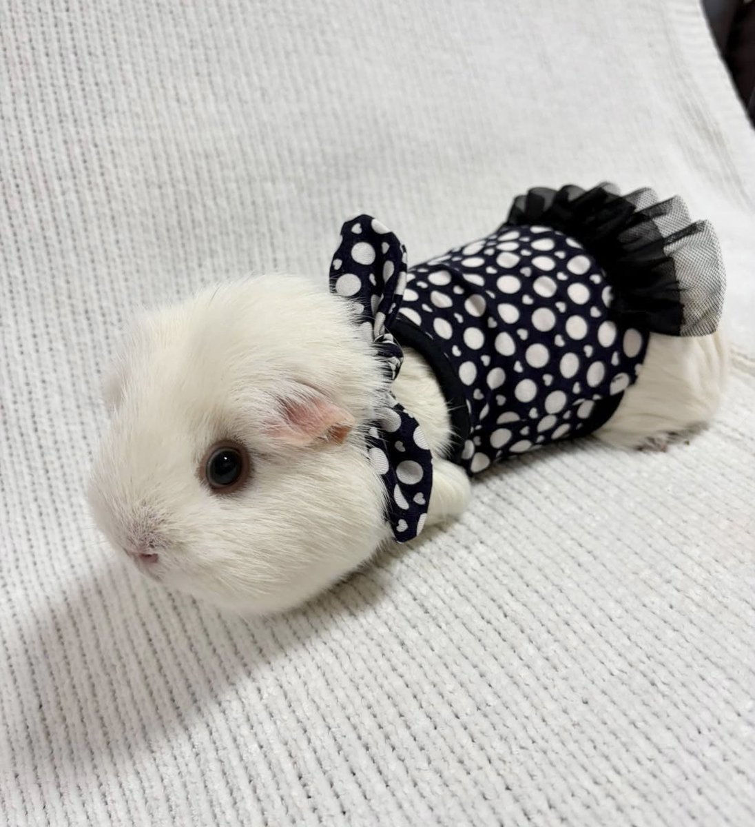 morucolle's tweet photo. 🆕レトロドット柄 ワンピース スカーフ風❤︎black

🐹Model 綿飴ちゃん
体重996g おとなサイズ着用

首周りにスカーフが付いているので着るだけでスカーフを巻いているように見えます❤︎取り外しも可能です♪

#モル盛る®︎服
#モルモット服 #モルモット 
#guineapig 
#기니피그 https://t.co/8YRsU7vmf3
