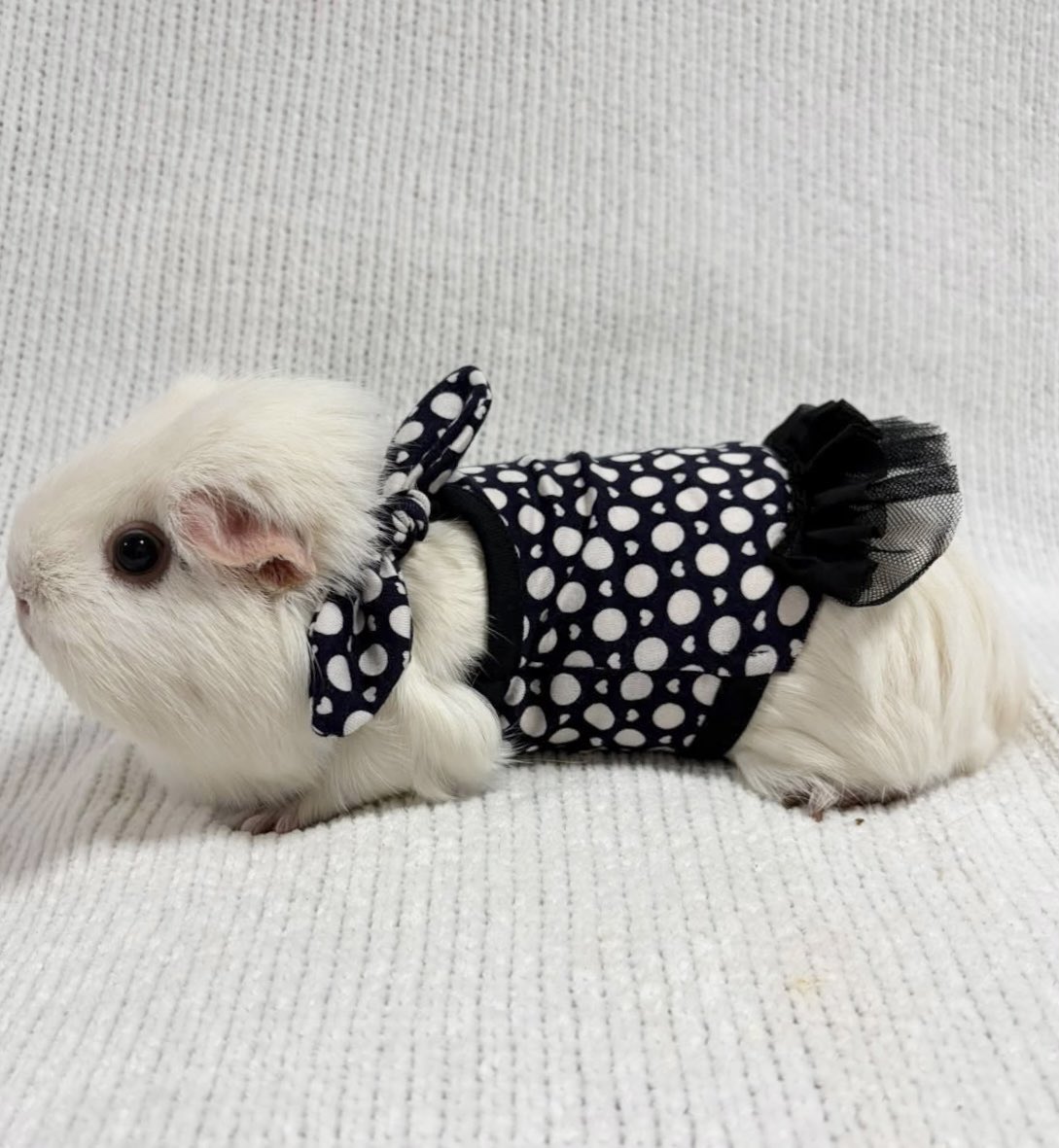 morucolle's tweet photo. 🆕レトロドット柄 ワンピース スカーフ風❤︎black

🐹Model 綿飴ちゃん
体重996g おとなサイズ着用

首周りにスカーフが付いているので着るだけでスカーフを巻いているように見えます❤︎取り外しも可能です♪

#モル盛る®︎服
#モルモット服 #モルモット 
#guineapig 
#기니피그 https://t.co/8YRsU7vmf3