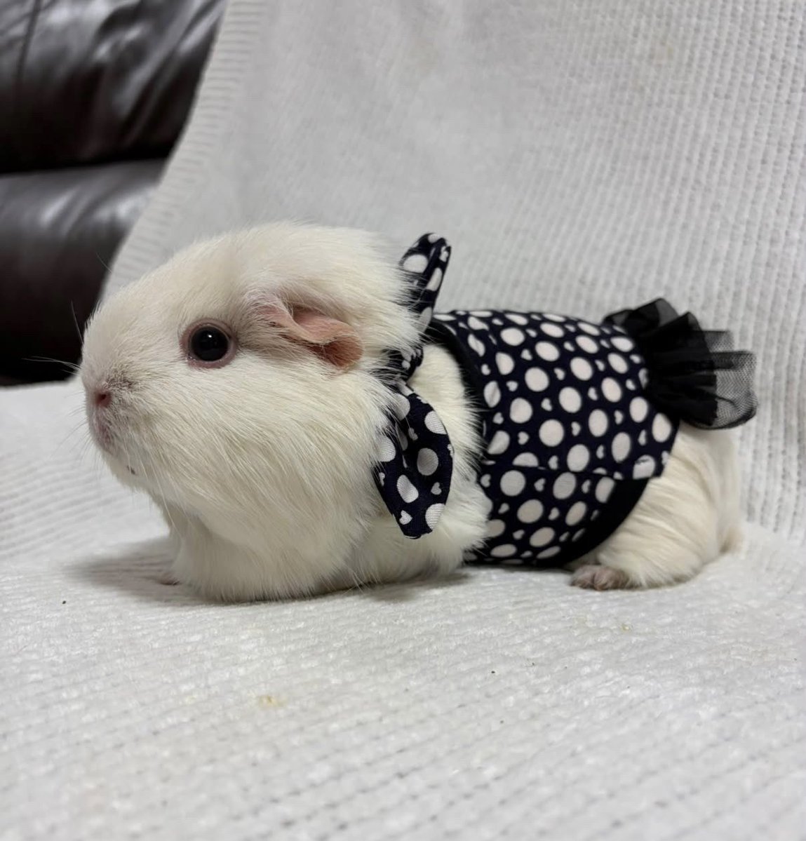 morucolle's tweet photo. 🆕レトロドット柄 ワンピース スカーフ風❤︎black

🐹Model 綿飴ちゃん
体重996g おとなサイズ着用

首周りにスカーフが付いているので着るだけでスカーフを巻いているように見えます❤︎取り外しも可能です♪

#モル盛る®︎服
#モルモット服 #モルモット 
#guineapig 
#기니피그 https://t.co/8YRsU7vmf3