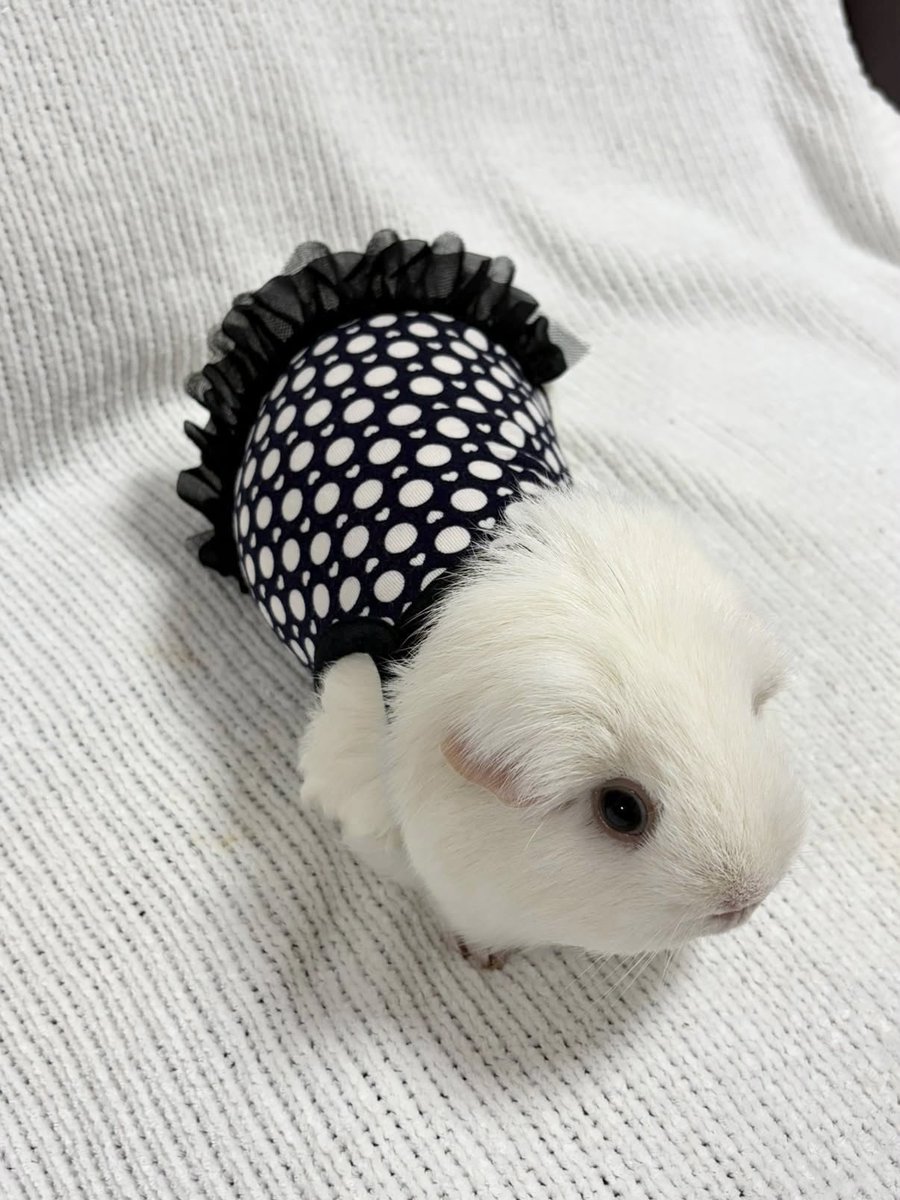 morucolle's tweet photo. 🆕レトロドット柄 ワンピース スカーフ風❤︎black

🐹Model 綿飴ちゃん
体重996g おとなサイズ着用

首周りにスカーフが付いているので着るだけでスカーフを巻いているように見えます❤︎取り外しも可能です♪

#モル盛る®︎服
#モルモット服 #モルモット 
#guineapig 
#기니피그 https://t.co/8YRsU7vmf3