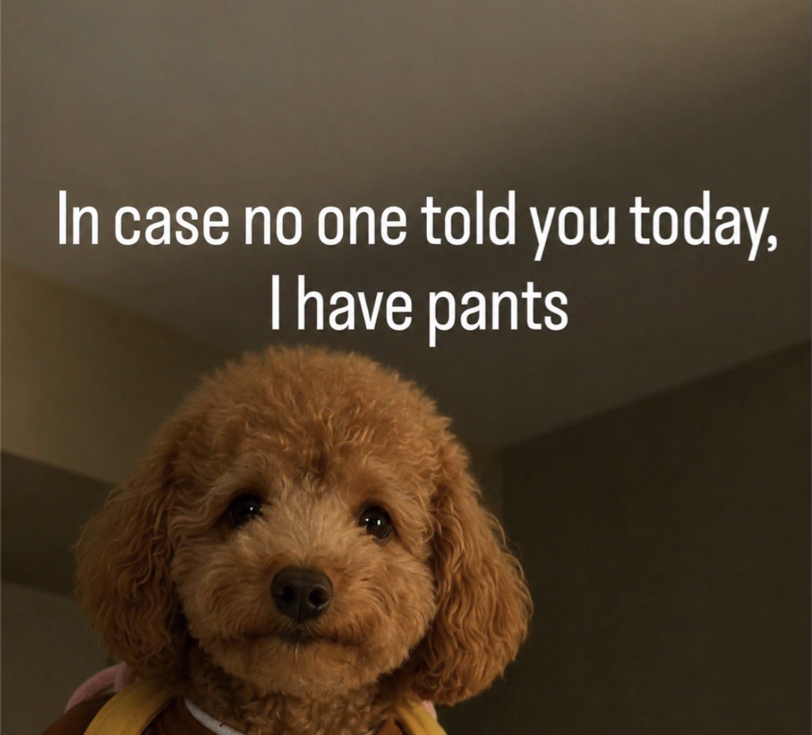 RafelineK's tweet photo. @TCryptochicks Dogwifpants 👖 https://t.co/hE8kdX8EBp