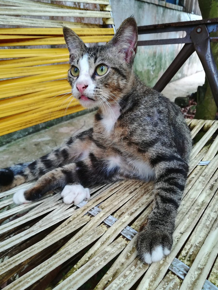 OzkanFat's tweet photo. Today’s small win: laughed out loud at my cat’s clumsy zoomies – 10 mins of pure joy that made my whole day.， https://t.co/qr3AIXcMVP
