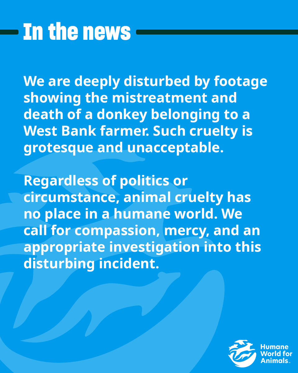humaneworldorg's tweet photo. Our hearts break for all of those suffering from the violence and conflict in the West Bank region, including this donkey and all animals who are becoming victims alongside people. https://t.co/f2lcm8D9ND