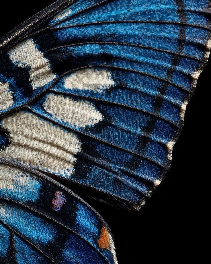 naturehealyou's tweet photo. art details on butterfly wings https://t.co/dQJYGUCJ5X