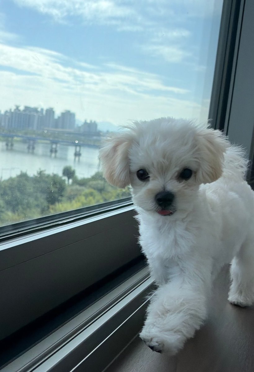mymj111's tweet photo. 뽀뇨진씸개졸귘ㅋㅋㅋㅋ 왜케빨리커 https://t.co/PgozolC7ia