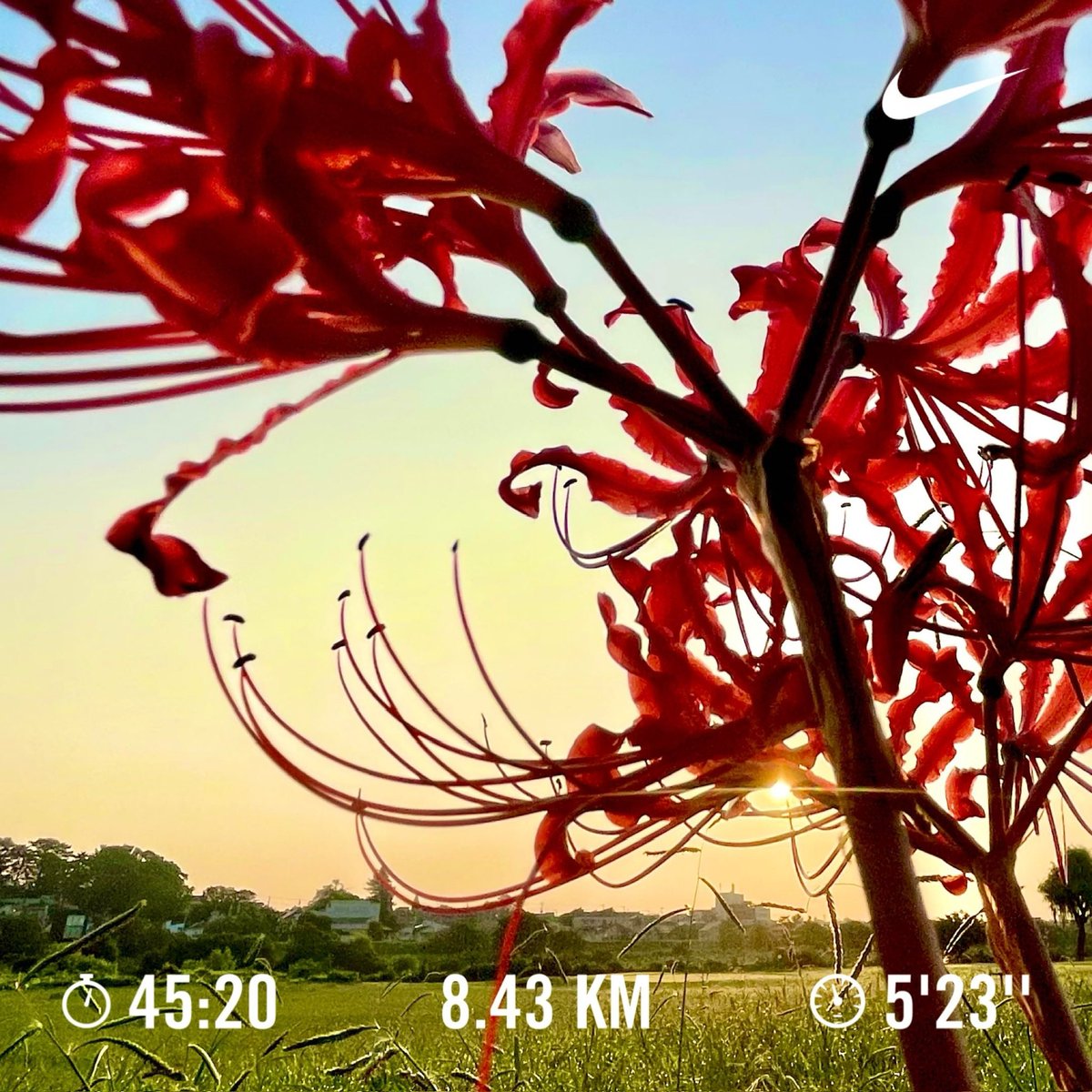 gts_GUTS's tweet photo. 今朝も暑い朝ラン。
8.43km 0:45:20〜Rope(重） 3,624  0:35:31+ケトルベル4セット。
日の出になんとか滑り込み。起床が遅れ気味。
改善が必要です。
#縄跳び
#ランニング https://t.co/Y3Ko4sibmc