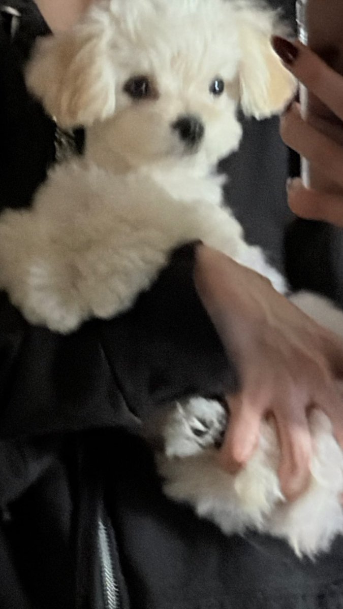 Pp_ffle's tweet photo. 뽀뇨! https://t.co/M29SQAufFm