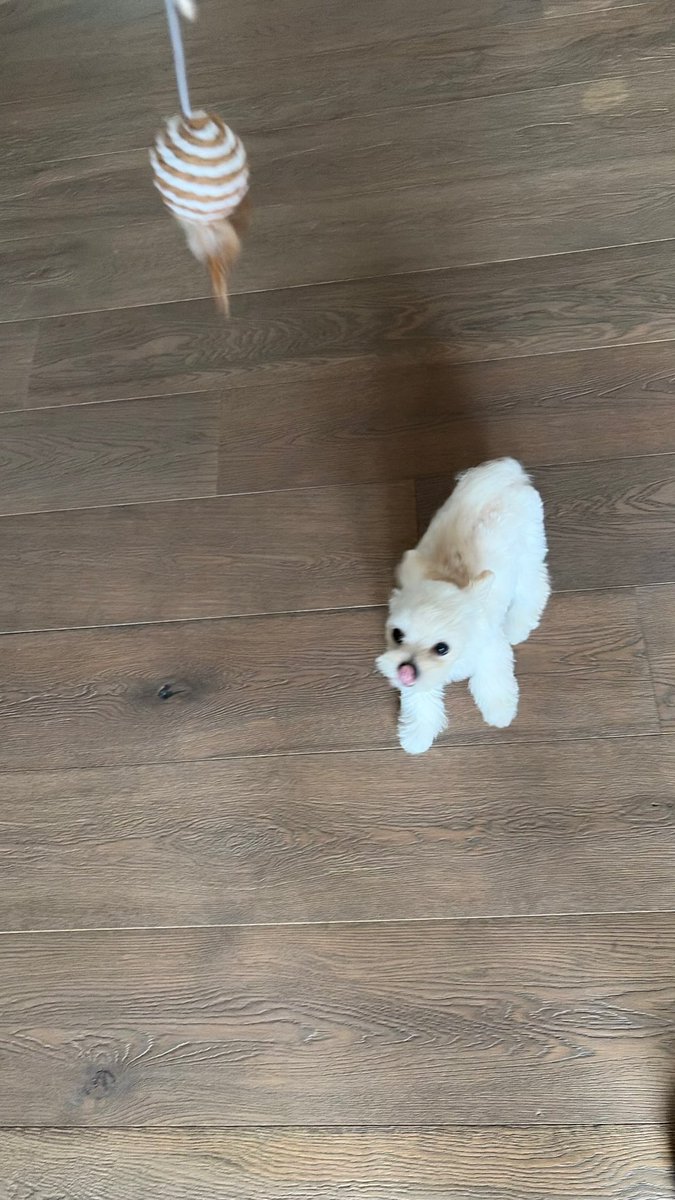 Pp_ffle's tweet photo. 뽀뇨! https://t.co/M29SQAufFm