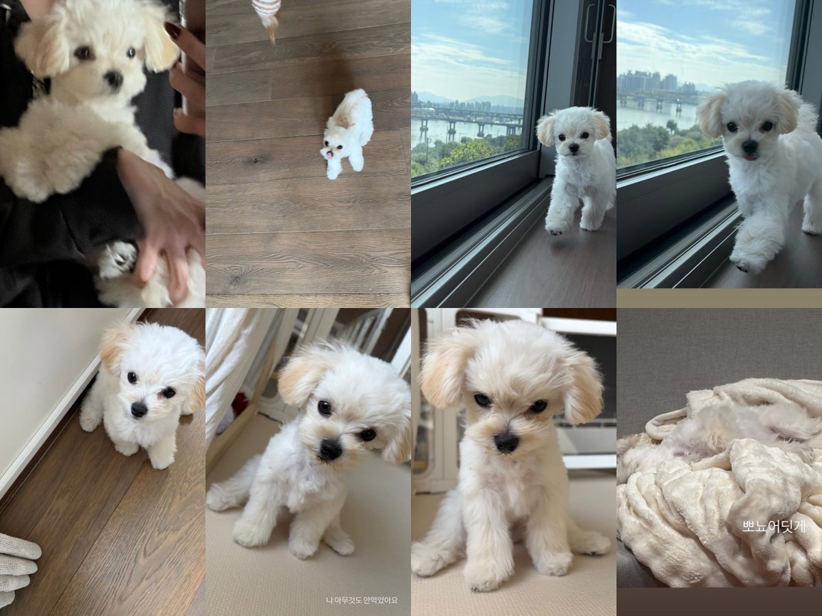winteraphy's tweet photo. Winter spammed Pponyo's pictures on her ig story 😭😭🤍🤍 https://t.co/3Ovnz0ZXOS