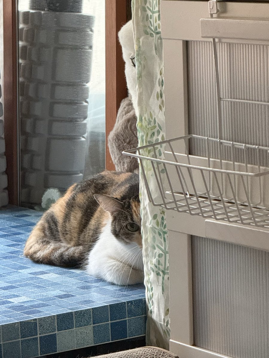 k_ok5043's tweet photo. 陰から私の様子を伺うふくちゃん
片目だけで隠れてるつもり🤭だんだん左にずれ過ぎてアルパカが倒れてきて逃げも隠れもできないふくちゃん🦙
#猫カフェルアナ　#ふくちゃん https://t.co/SdPoZGQ4wy