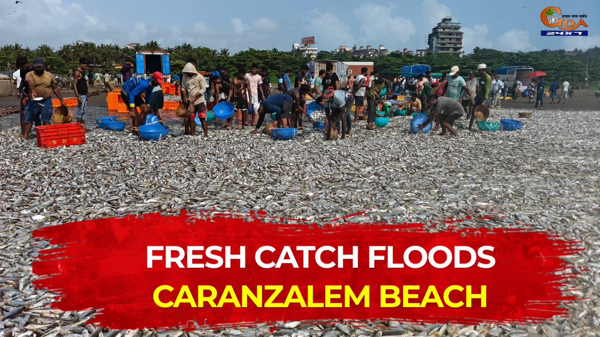 InGoa24x7's tweet photo. Fresh Catch Floods Caranzalem Beach
WATCH: https://t.co/BeqjAQVBMQ
#Goa #GoaNEWS #Caranzalem #FreshCatch #Fishing #GoaFishermen #GoaBeach #GoanCoast https://t.co/Xr8jGPz9Yb