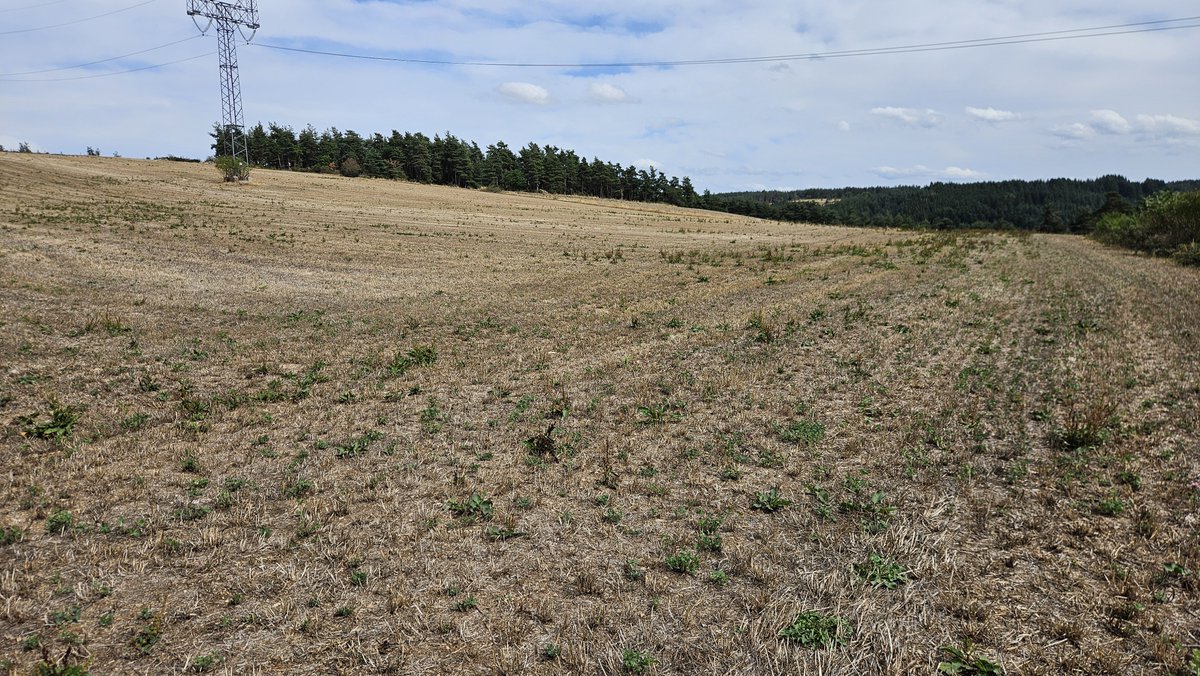 guillaume_redon's tweet photo. Bon je crois qu'il est cuit celui-là aussi...
#prairies #sécheresse https://t.co/cEU3Iqhn1W