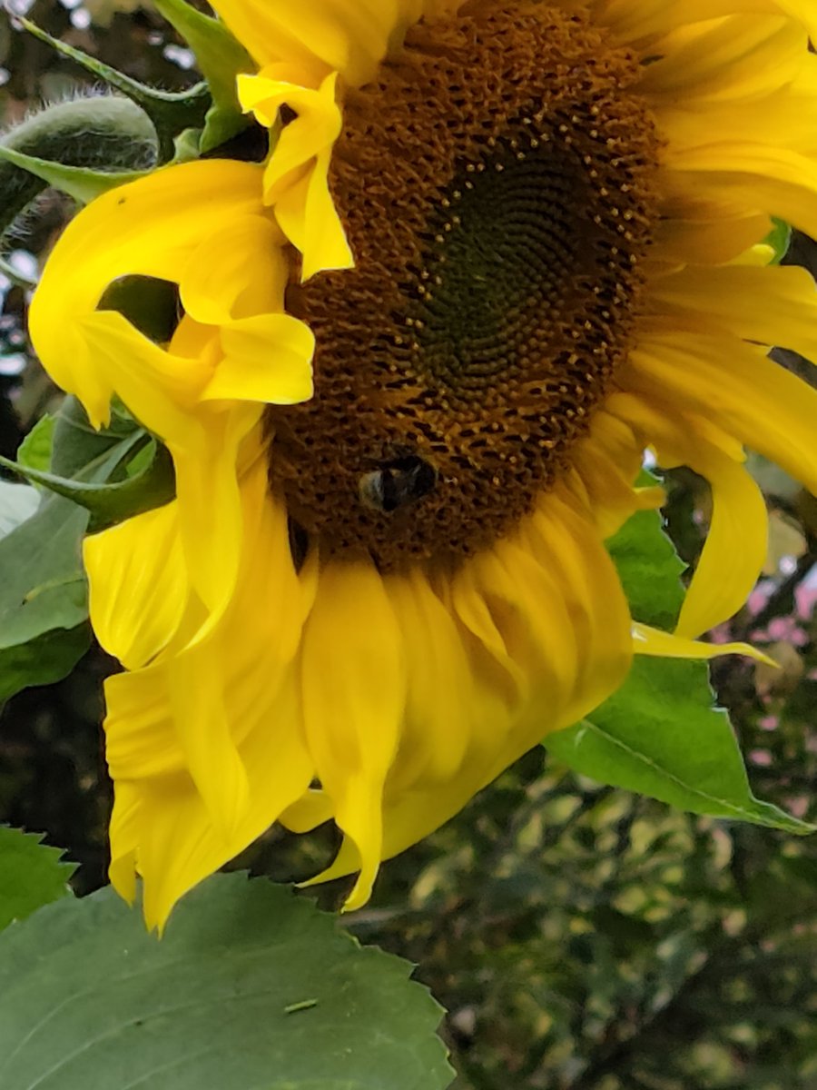 ggrreeneye___'s tweet photo. Шмэл сидит на подсолнухэ 🐝 https://t.co/vxqUz4899u