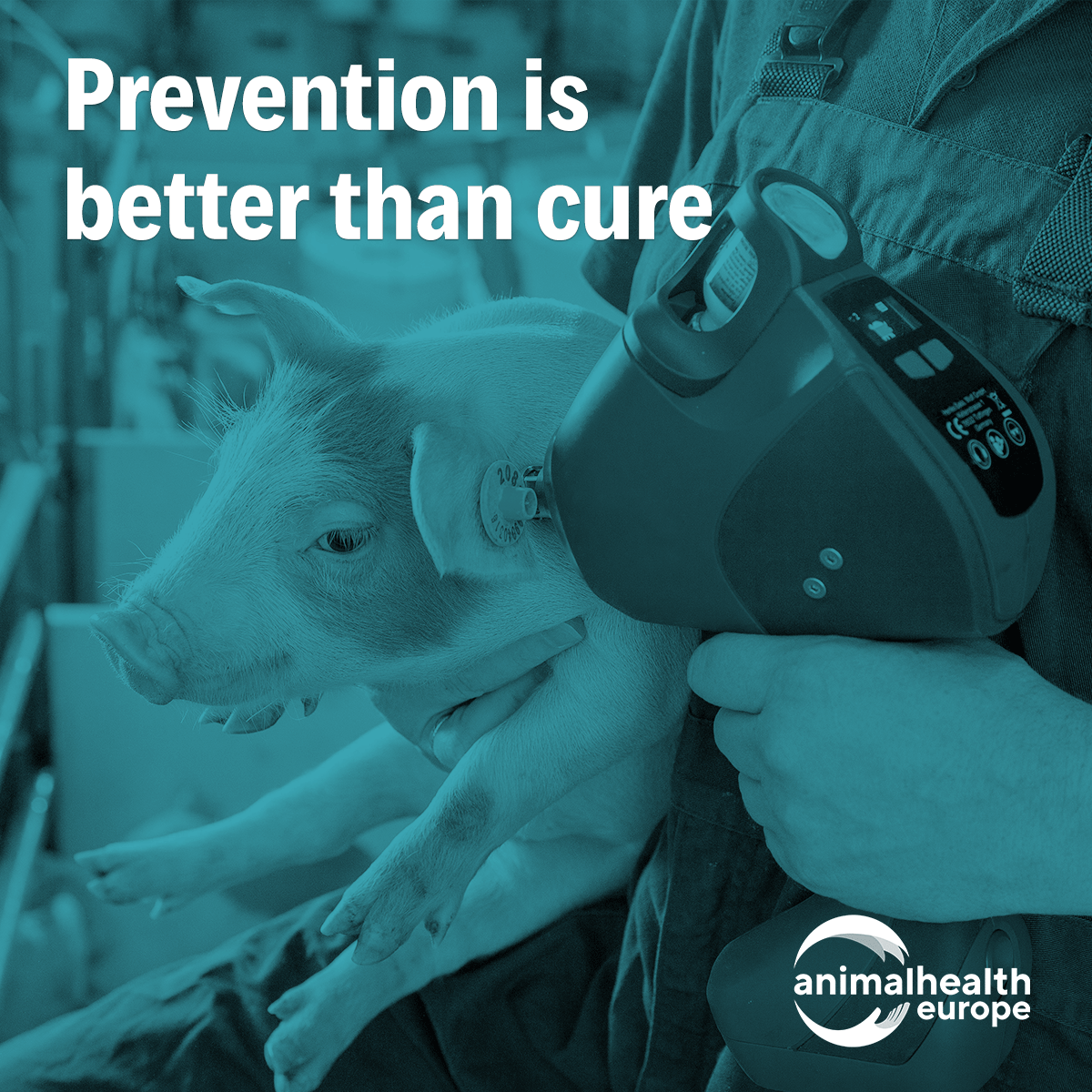 animalhealthEU's tweet photo. An innovative vaccine against a #livestock disease doesn't just benefit farmers.
✅ Better animal health
✅ Less disease
✅ Reduced antibiotic use
✅ Reduced emissions

➡️That's why the #BiotechActI matters for veterinary medicine producers https://t.co/zlRECQWfJo