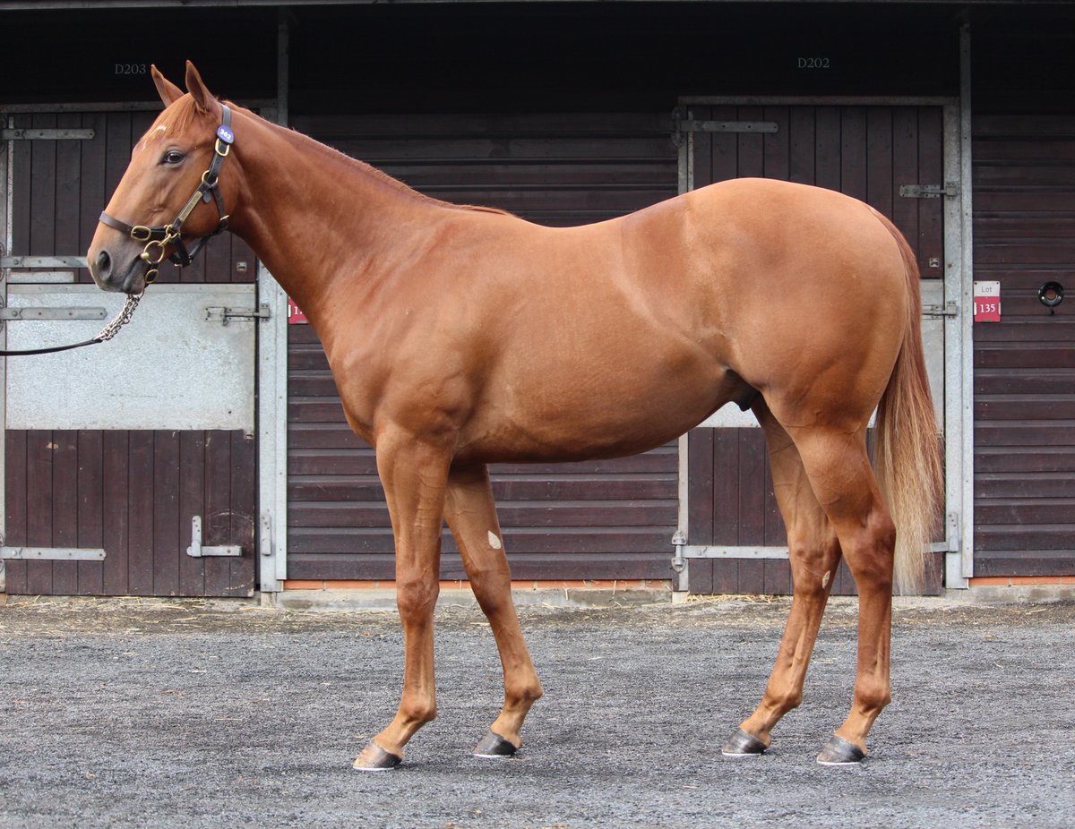 rpbloodstock's tweet photo. Lot 362: Longview Stud's Night Of Thunder colt out of winning Kingman mare Snow Empress sells to Bond Thoroughbred and Geoff Oldroyd for £210,000 at the Goffs Doncaster Premier Yearling Sale. 

Snow Empress is a daughter of Listed winner Childa and a half-sister to the Group-winning Chilean.