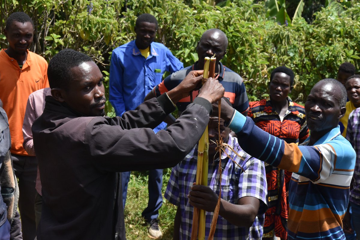 nemaug's tweet photo. NEMA TRAINS BUKWO FARMERS ON WATER AND SOIL CONSERVATION
@nemaug’s Mt. Elgon Project, together with Bukwo District Local Government agricultural extension workers have, Wednesday 26th August, trained farmers in Chekwir Hills, Yemite and Mukelei Parishes, Kamet Sub-county, Bukwo District, on water and soil conservation.
Using the A-frame technique, farmers learned how to establish contour lines to reduce soil erosion and improve water infiltration.
With Chekwir Hills facing severe degradation, erosion and occasional landslides, the training is turning knowledge into community action. Farmers formed parish groups and committed to working together to restore and protect their landscape.
#MtElgon #NEMA #GEF #UNEP #LandRestoration #WaterConservation #ClimateAction