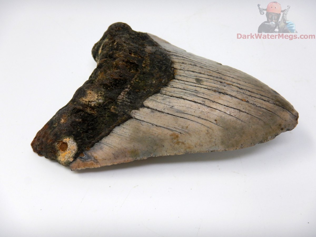 DarkWaterMegs's tweet photo. Matrix still attached to this tooth, where it will stay.

Dive into more information / pictures / videos on megalodon teeth and the Dark Water Megs megalodon jaw:
https://t.co/9KH3P2JTOj

#Megalodon #MegalodonTeeth #Megalodontooth #MegalodonShark #MegalodonFossil #MegalodonJaw #MegTeeth #Meg #SharkTeeth #SharkTooth #SharkToothFossil #SharkFossil #SharkToothHunting #Fossils #Fossil #Fossilhunting #Fossilhunter #FossilCollection #RareFossils #Sharks #Shark #Paleontology #Paleo #Prehistoric #AncientShark #Ocean #SharkWeek #UniqueGifts #gifts #DarkWaterMegs