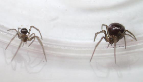 marzipunu's tweet photo. @EPM106 Its funny that the idea behind turning Parker into she-hulk is that female spiders are bigger than male spiders when the Spider from, for example, the raimi films, only has a bigger backside when female. Going on hrt wouldnt make her a giantess muscle mommy it'd give her a bbl https://t.co/2a4x4bkJfe