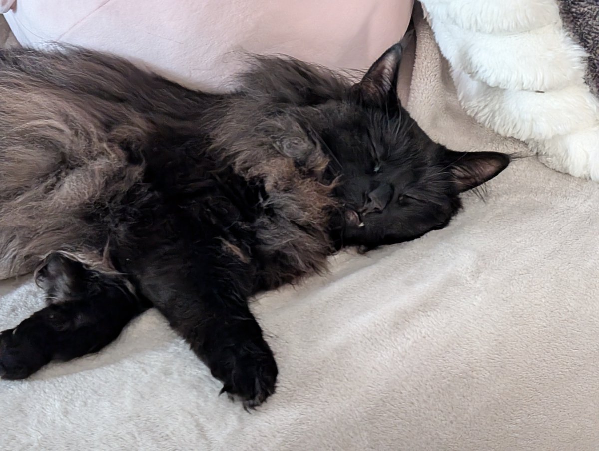 AWittyBarb's tweet photo. Are all fluffy black kitties vampires? Or is there some other reason for their fang teeth always being on display. 

Mister seems to use his claws more than his teeth, though. And he prefers to bite feet instead of necks.

I guess that makes him a confused vampire. https://t.co/Obrti3FTm7