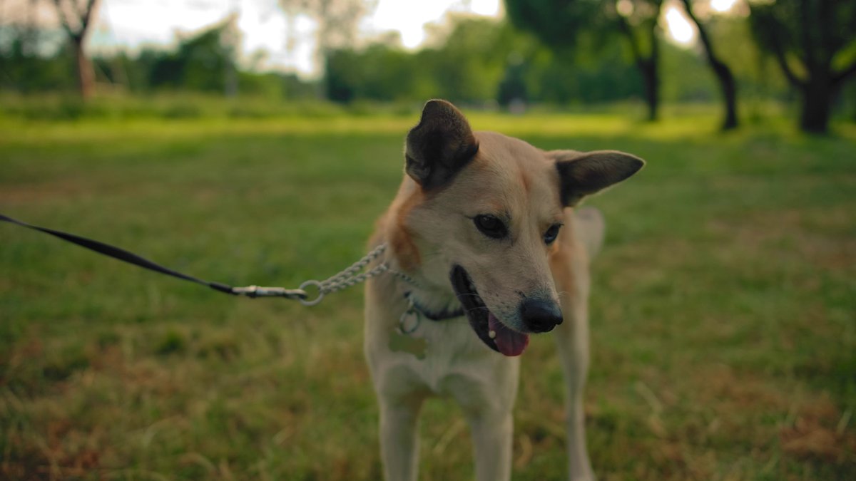 conont's tweet photo. Share the trail with your best friend on International Dog Day!🐶Conservation Areas are the perfect place for an outdoor adventure. Friendly reminder - keep your dogs on-leash on the trails.
https://t.co/Ybr6hfDDsr https://t.co/slVgHUDBZ7