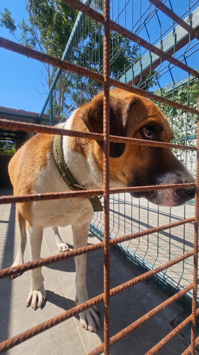 bisikletsizadam's tweet photo. Şirincede browni isminde çok sevdiğim bir dost var hayatı talihsizlikle geçti yanlış ilaç verildiği için kör oldu sahipleri bıraktı bakamıyorlardı şimdide belediye aldı o dünyanın en iyi köpeği alan kişi acayip güzel şeyler yaşayacak ona yuva olmayı düşünürmüsünüz

@HAliTrn35 https://t.co/xiAmkvIYhZ