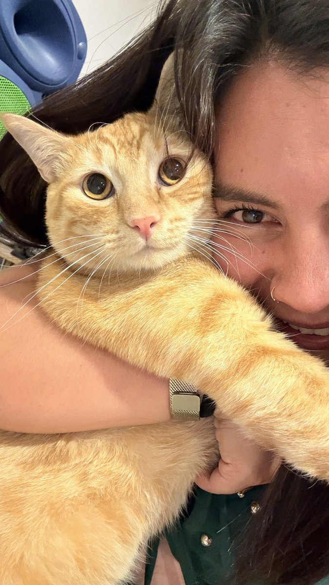 tmwstw_imp's tweet photo. Tener un gato, por sobre todas las cosas del mundo, es algo increíble. 

Jamás lo imaginé. 

Mango Emilio me vuelve loca de amor https://t.co/71ktIxV8x7