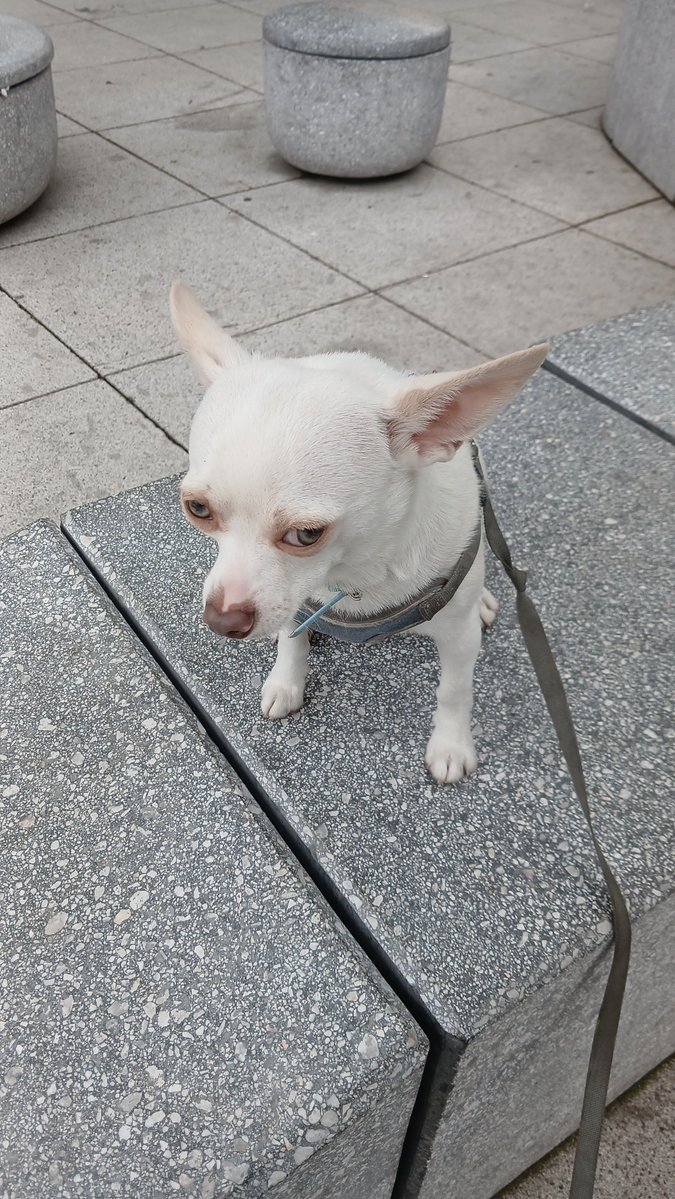 shimamoto2497's tweet photo. Buen dia #alv ahora estoy cuidando a milo también le preguntaría porque se porta tan mal jejeje @gtovar67 @GabiTulum https://t.co/SEKjeOgLye