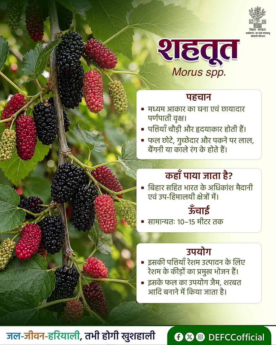 DEFCCOfficial's tweet photo. बिहार सहित भारत के अधिकांश मैदानी एवं उप-हिमालयी क्षेत्रों में पाया जाने वाला शहतूत- मध्यम आकार का घना एवं छायादार पर्णपाती वृक्ष है। इसकी पहचान इसके फल और पत्तियों से होती है।
शहतूत की पत्तियों का उपयोग रेशम उत्पाद के लिए किया जाता है। वहीं, इसके फल का इस्तेमाल जैम, शरबत आदि बनाने में किया जाता है।

@mla_hayaghat @IPRDBihar @moefcc 

#mulberry #mulberrytree #MedicinalPlants #healthyliving #GreenBihar #Biodiversity